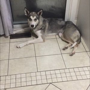 Meet your Posher, Dakota